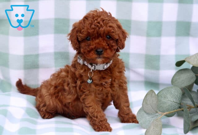 Sage Toy Poodle2 image
