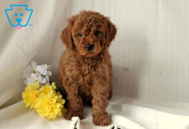 Sal Mini Goldendoodle image