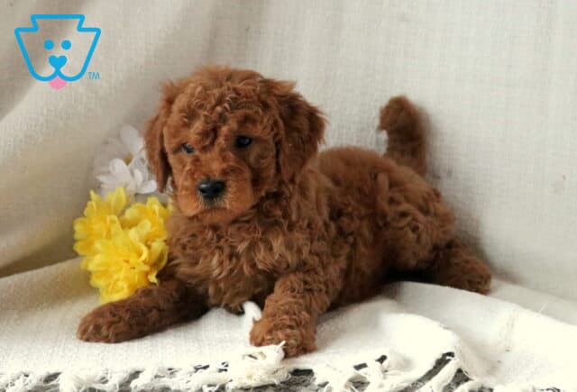 Sal Mini Goldendoodle2 image