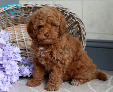 Samson Mini Poodle