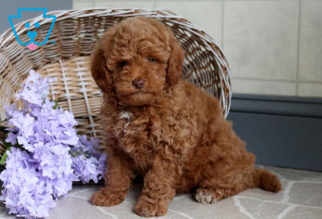 Samson Mini Poodle image