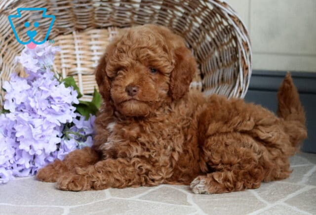 Samson Mini Poodle2 image