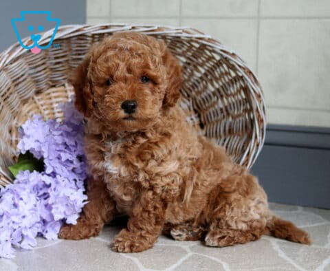 Sandy Mini Poodle