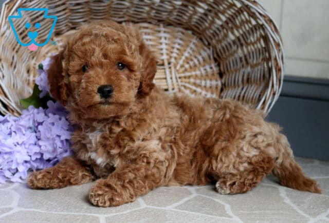 Sandy Mini Poodle2 image