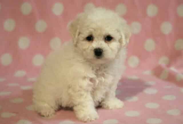 Sasha Bichon image