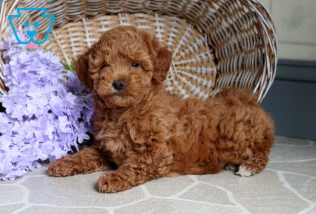 Sasha Mini Poodle image