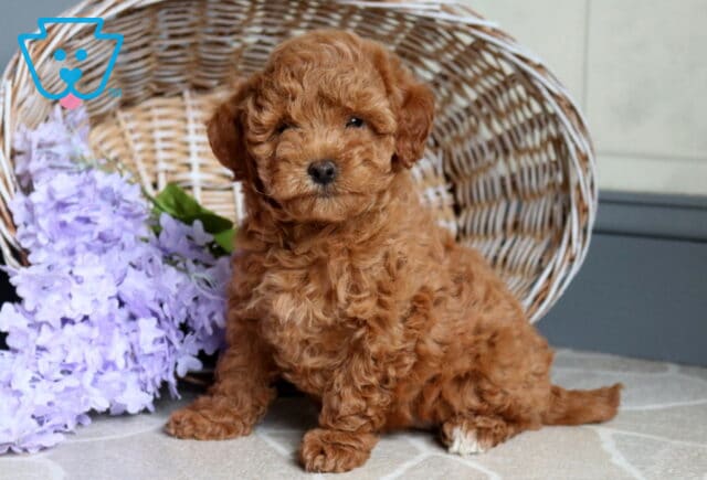 Sasha Mini Poodle2 image