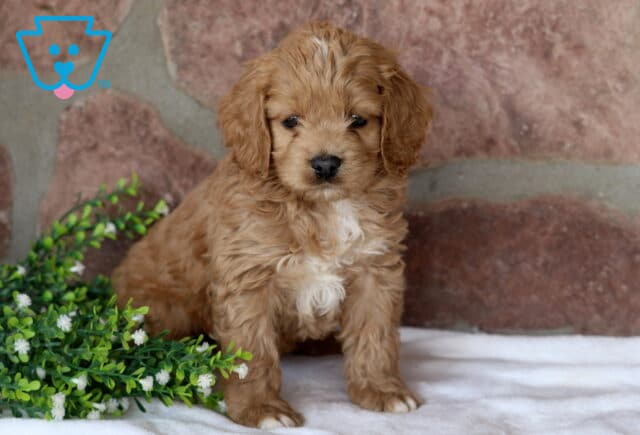 Scoobie Cockapoo image