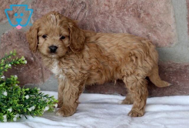 Scoobie Cockapoo2 image