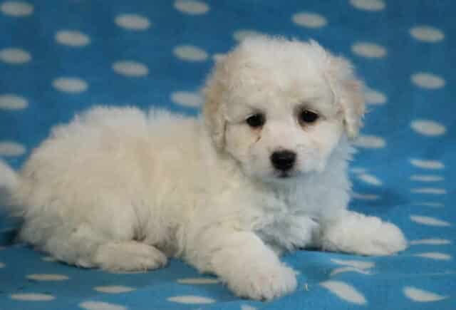 Scooter Bichon image