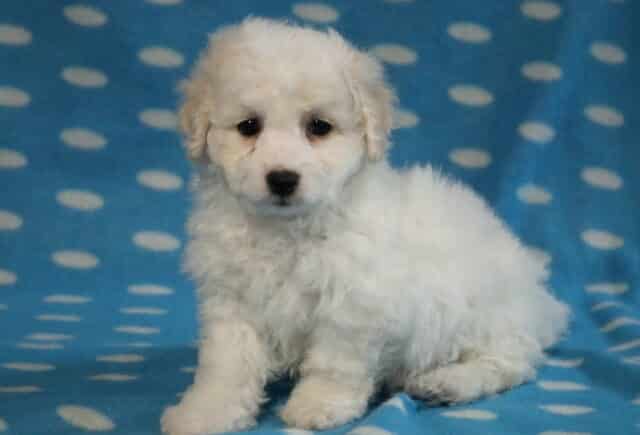 Scooter Bichon2 image