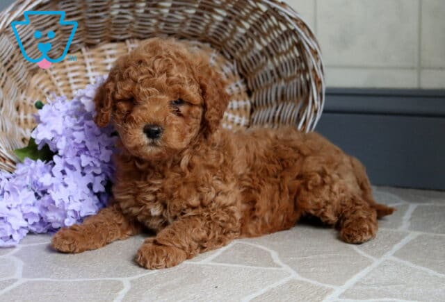 Scott Mini Poodle image