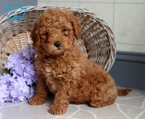Scott Mini Poodle2