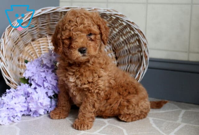 Scott Mini Poodle2 image