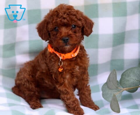 Scout Toy Poodle