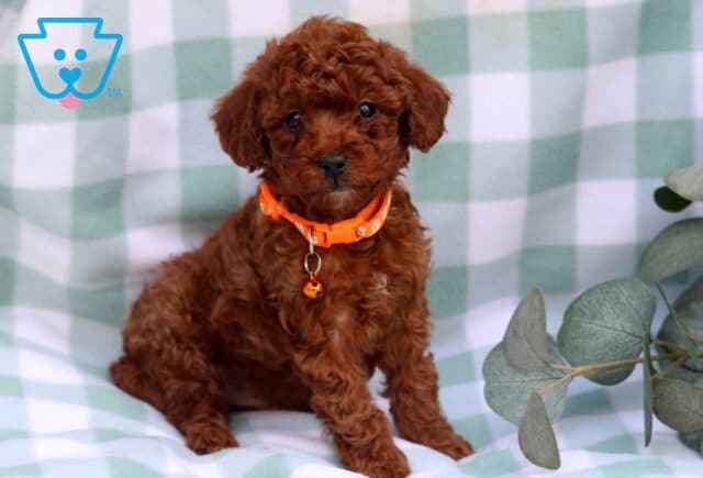 Scout Toy Poodle image