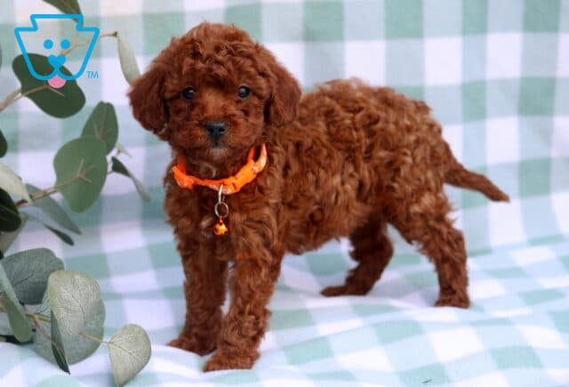 Scout Toy Poodle2 image