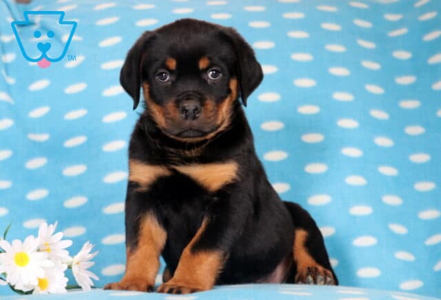 Shadow Rottie2 image