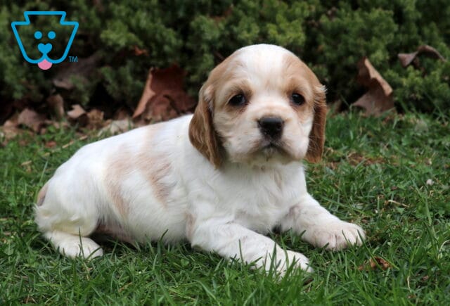 Shaggy Cocker2 image