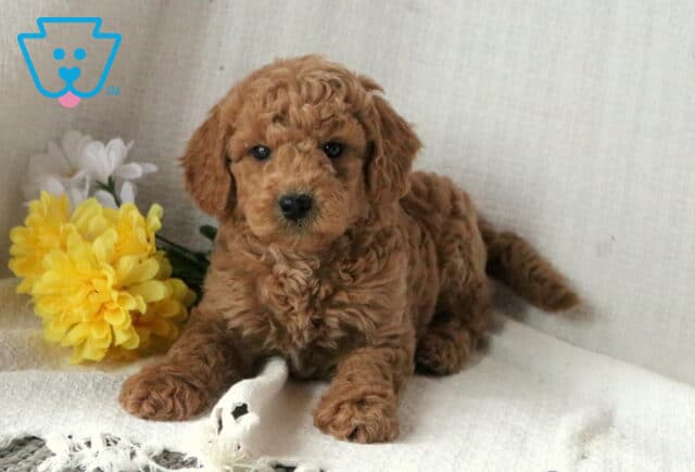 Shaggy Mini Goldendoodle image