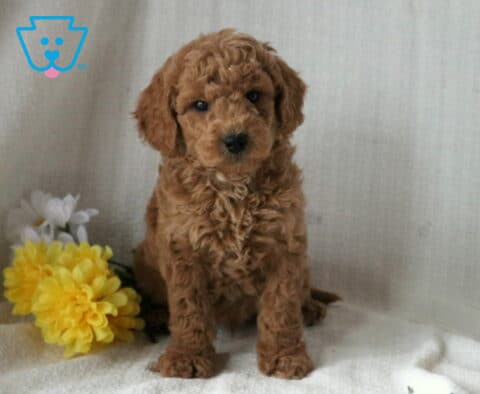 Shaggy Mini Goldendoodle2