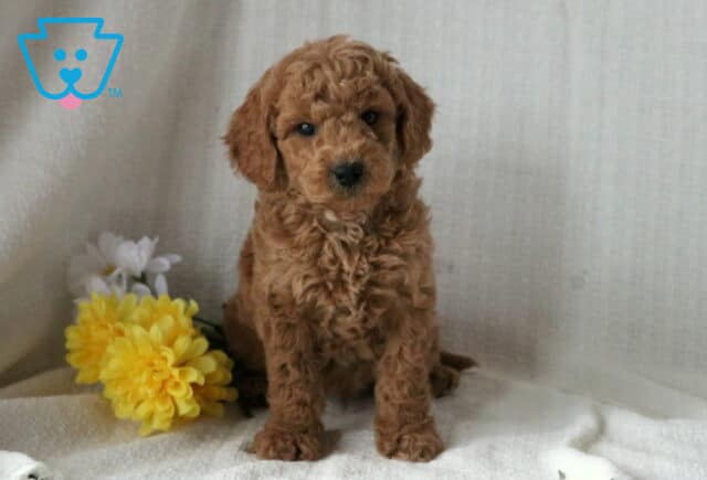Shaggy Mini Goldendoodle2 image