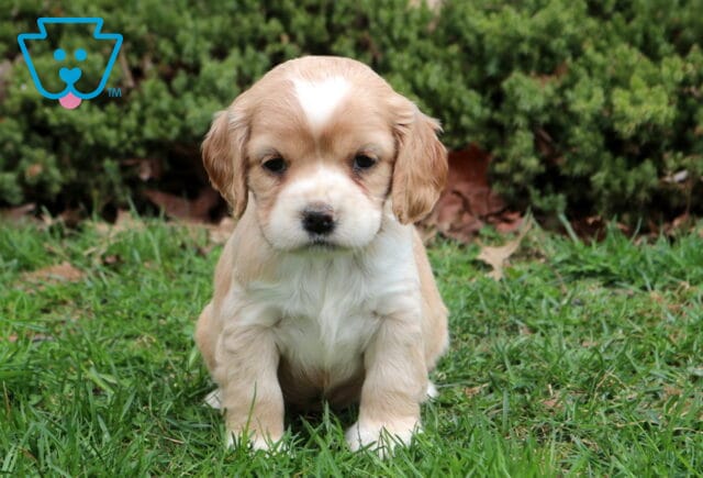 Shamrock Cocker image