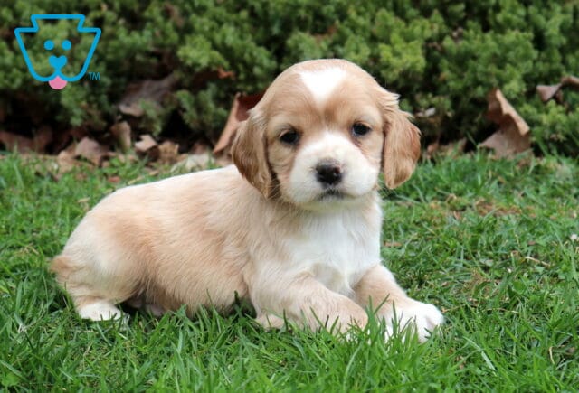 Shamrock Cocker2 image