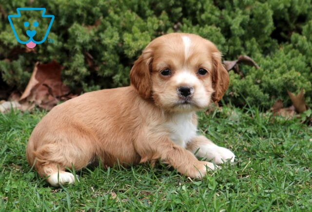 Shayla Cocker2 image