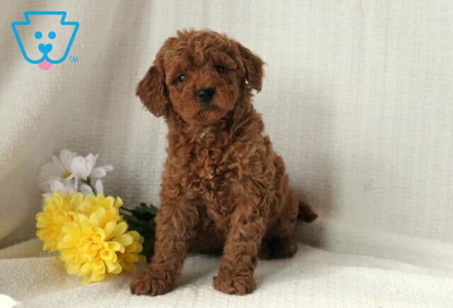Shayla Mini Goldendoodle image
