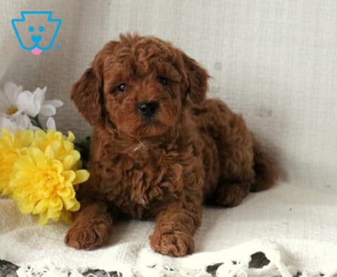 Shayla Mini Goldendoodle2
