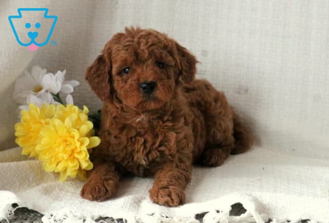 Shayla Mini Goldendoodle2 image