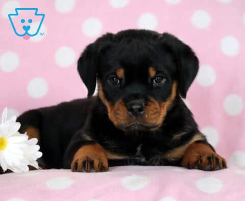 Shea Rottie