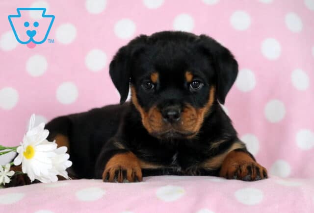 Shea Rottie image