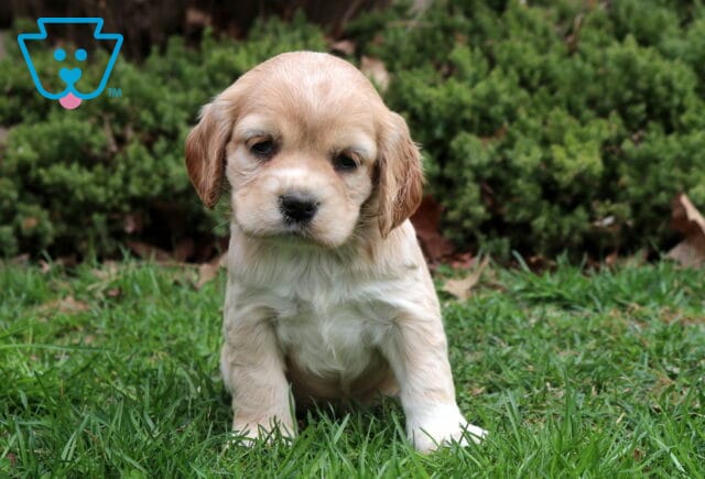 Sherlock Cocker image