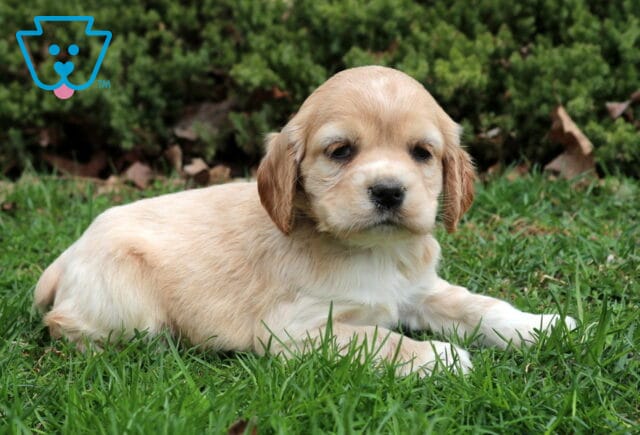 Sherlock Cocker2 image