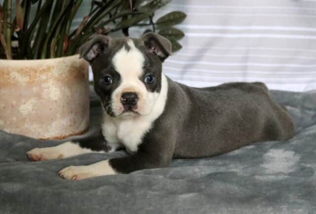 Silver Boston3 image