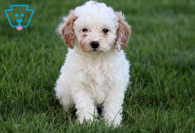 Skittle Mini Poodle image