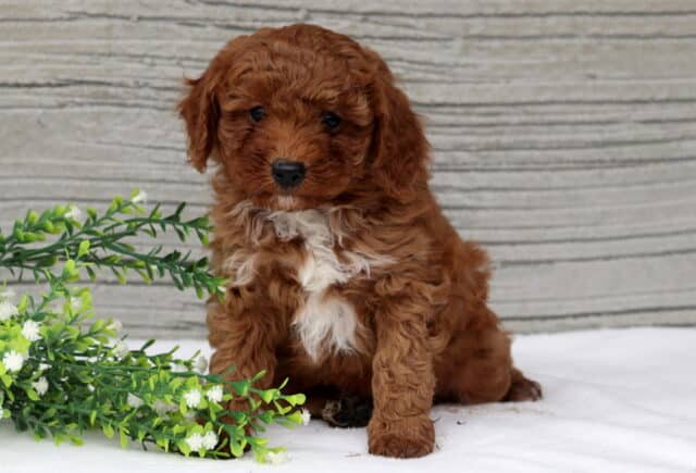 Skittles Mini Poodle image