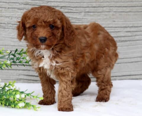 Skittles Mini Poodle2