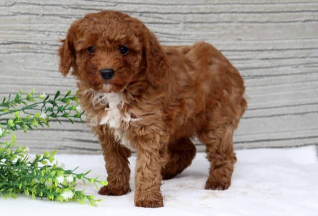 Skittles Mini Poodle2 image