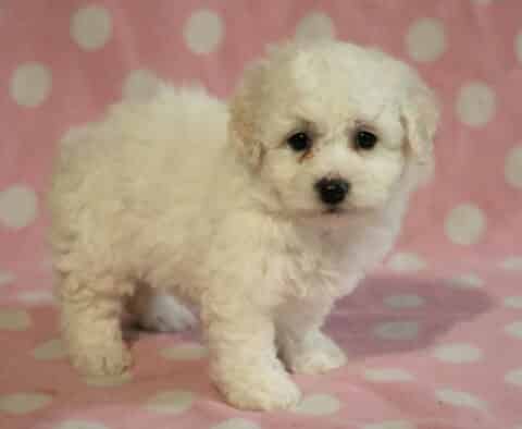 Skyler Bichon