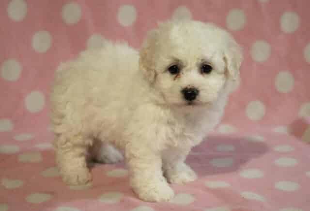 Skyler Bichon image