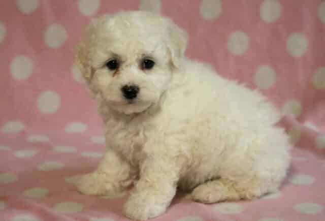 Skyler Bichon2 image