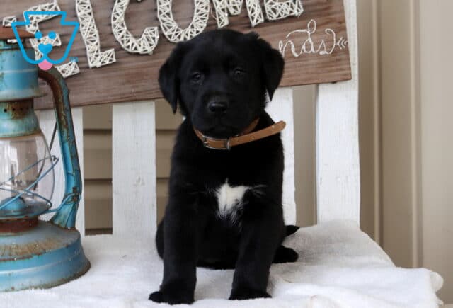Black Labrador Retriever puppy sitting on a white bench beside a rustic lantern, wearing a tan collar and showing a white chest patch. image