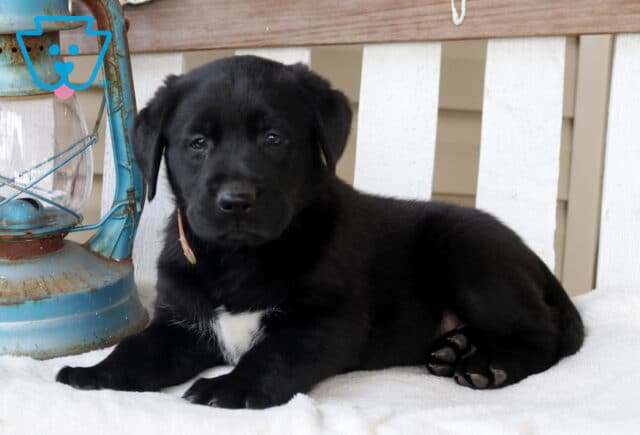 Black Labrador Retriever puppy lying on a white bench beside a rustic lantern, with a white chest patch and tan collar. image