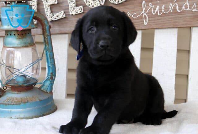 Black Labrador Retriever puppy sitting on a white bench beside a rustic lantern, with a decorative “friends” sign in the background. image