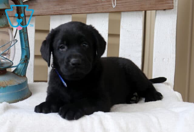 Black Labrador Retriever puppy lying on a white bench beside a rustic lantern, wearing a blue collar image