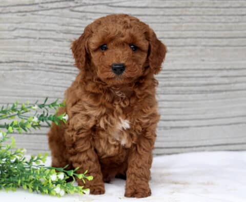 Snuggles Mini Poodle