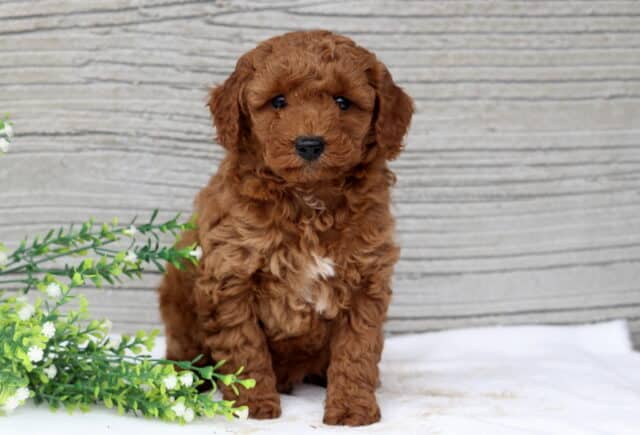 Snuggles Mini Poodle image